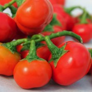 Kannibalen Tomate (Samen)