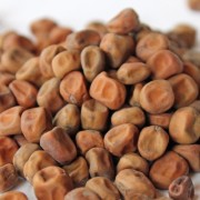 Palerbse Groningen (Samen)