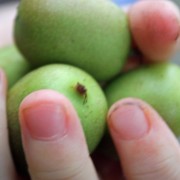 Mini-Kiwi Berliner Luft weiblich (Pflanze)