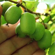 Mini-Kiwi Cinderella weiblich (Pflanze)