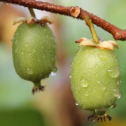 Mini-Kiwi Frenchman's Bay weiblich (Pflanze)