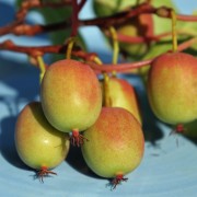 Mini-Kiwi MSU weiblich (Pflanze)