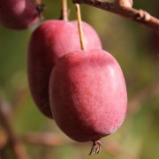 Mini-Kiwi Twist weiblich (Pflanze)