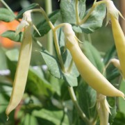 Knackerbse Opal Creek (Samen)