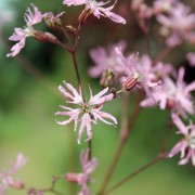 Kuckucks-Lichtnelke (Samen)