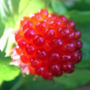 Beeren pflanzen