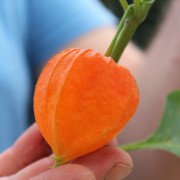 Lampionblume (Samen)