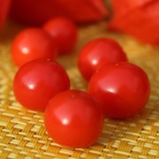 Lampionblume Gigantea (Samen)