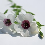 Lein Bright Eyes (Samen)