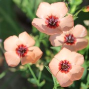 Lein Charmer Salmon (Samen)