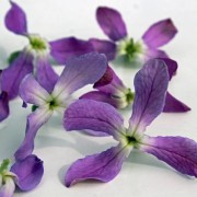 Abend-Levkoje (Samen)