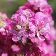 Levkoje Antar (Samen)