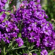 Levkoje Dwarf Dark blue (Samen)