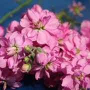 Levkoje Dwarf Deep Rose (Samen)