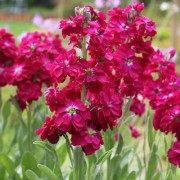 Levkoje Kanu (Samen)