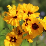 Mädchenauge Golden Roulette (Samen)