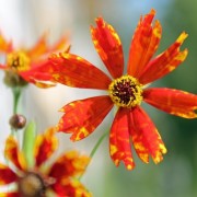 Mädchenauge Radiata (Samen)