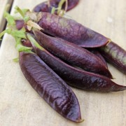 Markerbse Blauwschokkers