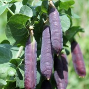 Markerbse Desiree Dwarf (Samen)