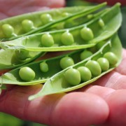 Markerbse Serge (Samen)