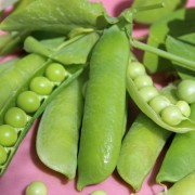 Markerbse Thomas Laxton (Samen)