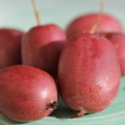 Mini-Kiwi Hardy Red (weiblich) (Pflanze)