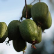 Mini-Kiwi Julie weiblich (Pflanze)