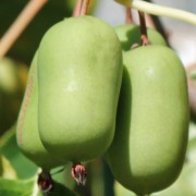 Mini-Kiwi Jumbo weiblich (Pflanze)