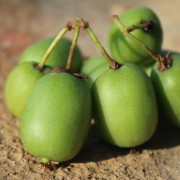 Mini-Kiwi Kokuwa zwittrig (Pflanze)