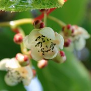 Mini-Kiwi Amandus männlich (Pflanze)