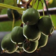 Mini-Kiwi Marmelada weiblich (Pflanze)