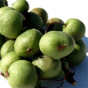 Mini-Kiwi Meyer's Cordifolia weiblich (Pflanze)