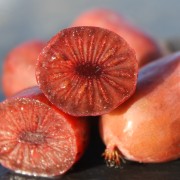 Min-Kiwi Petermann weiblich (Pflanze)