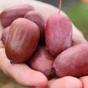 Min-Kiwi Purpurna Sadowa weiblich (Pflanze)