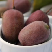 Mini-Kiwi Red Jumbo weiblich (Pflanze)