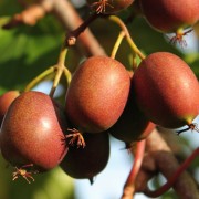 Mini-Kiwi Rote Potsdamer weiblich (Pflanze)