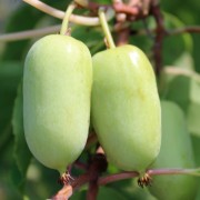 Mini-Kiwi Super Jumbo weiblich (Pflanze)