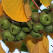 Mini-Kiwi Urodnaya Michurin weiblich (Pflanze)