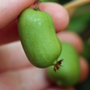 Mini-Kiwi Jade Moon weiblich (Pflanze)