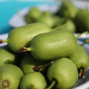 Mini-Kiwi Issai zwittrig (Pflanze)