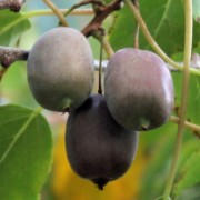 Mini-Kiwi Ken's Red weiblich (Pflanze)