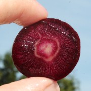 Deaflora - Möhren Karotten