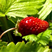 Walderdbeeren samen Walderdbeeren samen
