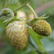 Monatserdbeere Weiße Baron Solemacher (Samen)