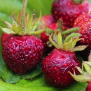 Moschuserdbeere Eva Liebermeister  (Pflanze)