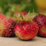 Moschuserdbeere Rote Laterne (Pflanze)