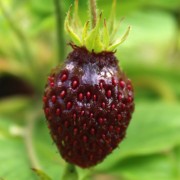 Moschuserdbeere Schöne Wienerin (Pflanze)