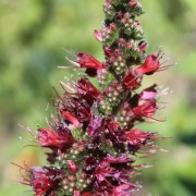 Natternkopf Russischer (Samen)