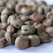 Palerbse Friesche (Samen)