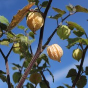 Andenbeere Heitmann (Samen)